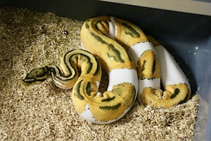 Königspython 1.0 Orange Dream Hypo Pied nz23 abzugeben
