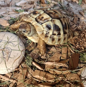 Griechische Landschildkröten 