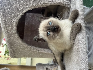 Bezaubernde Thai Kitten zum kuscheln 