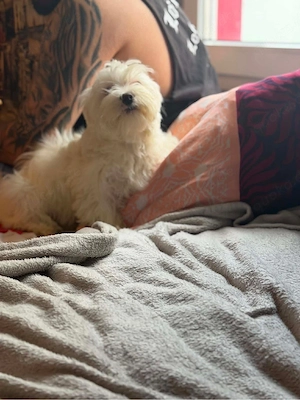 bichon Maltese 