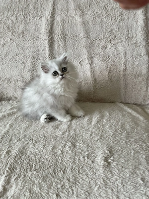Graue Perserkitten