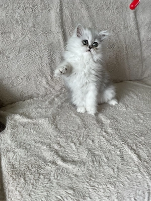 Graue Perserkitten