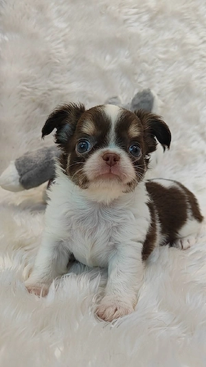 Reinrassige Chihuahua-Welpen suchen ein liebevolles Zuhause Bild 3