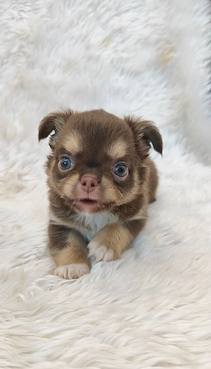 Reinrassige Chihuahua-Welpen suchen ein liebevolles Zuhause Bild 2