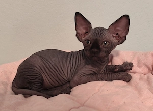 Unsere 5 Sphynx-Jungen aus Karlsruhe sind 6 Wochen alt geworden. Sommerangebot Bild 7