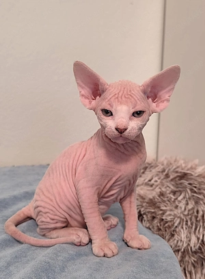 Unsere 5 Sphynx-Jungen aus Karlsruhe sind 6 Wochen alt geworden. Sommerangebot Bild 5