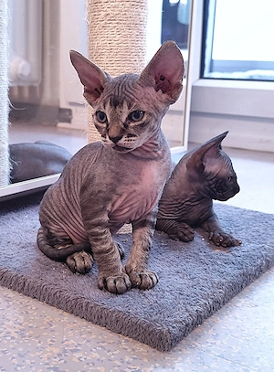 Unsere 5 Sphynx-Jungen aus Karlsruhe sind 6 Wochen alt geworden. Sommerangebot