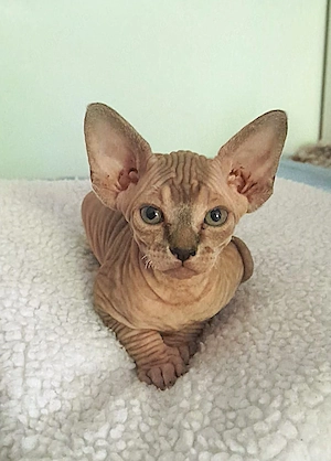 Unsere 5 Sphynx-Jungen aus Karlsruhe sind 6 Wochen alt geworden. Sommerangebot Bild 3