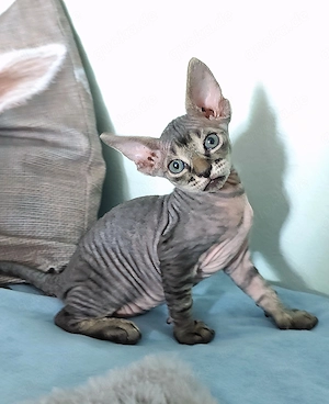 Unsere 5 Sphynx-Jungen aus Karlsruhe sind 6 Wochen alt geworden. Sommerangebot Bild 2
