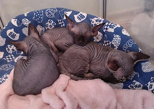 Unsere 5 Sphynx-Jungen aus Karlsruhe sind 6 Wochen alt geworden. Sommerangebot Bild 10