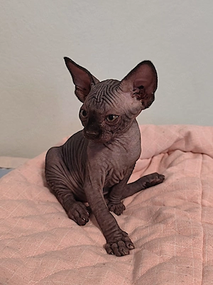 Unsere 5 Sphynx-Jungen aus Karlsruhe sind 6 Wochen alt geworden. Sommerangebot Bild 8
