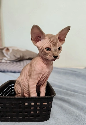 Unsere 5 Sphynx-Jungen aus Karlsruhe sind 6 Wochen alt geworden. Sommerangebot Bild 4