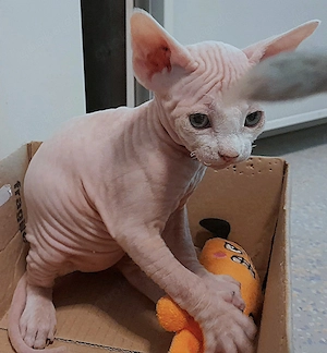 Unsere 5 Sphynx-Jungen aus Karlsruhe sind 6 Wochen alt geworden. Sommerangebot Bild 6