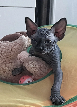 Unsere 5 Sphynx-Jungen aus Karlsruhe sind 6 Wochen alt geworden. Sommerangebot Bild 9