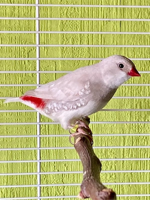 Diamantfink Silber
