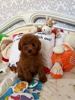Toy Pudel  Bild 4