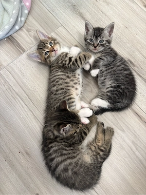4 Kitten suchen! geimpft, gechippt, entwurmt, großes Starter Paket! 