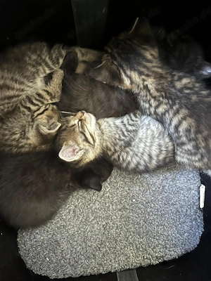 Kitten (Europ. Kurzhaar) abzugeben 