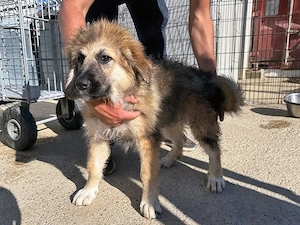 Shila sucht ihr Zuhause (noch auf Sardinien)