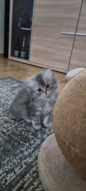 BKH Kitten 