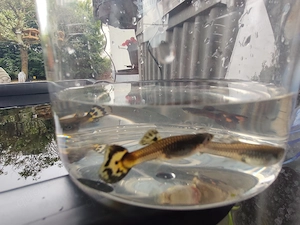 Guppys zu verkaufen 