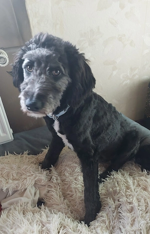 Wunderschöner Aussidoodle sucht einfühlsame Menschen Bild 2