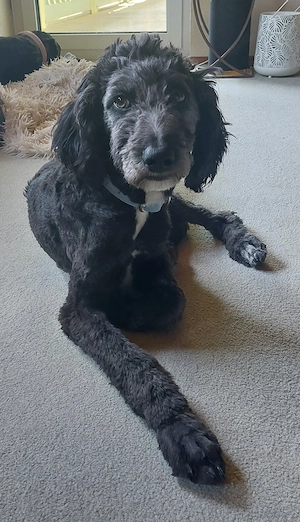 Wunderschöner Aussidoodle sucht einfühlsame Menschen