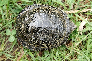 2 Weibliche Europäische Sumpfschildkröten Emys orbicularis 4 Jahre alt Bild 2