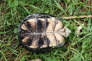 2 Weibliche Europäische Sumpfschildkröten Emys orbicularis 4 Jahre alt Bild 4