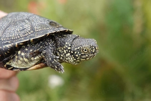 2 Weibliche Europäische Sumpfschildkröten Emys orbicularis 4 Jahre alt Bild 5