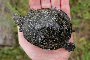 2 Weibliche Europäische Sumpfschildkröten Emys orbicularis 4 Jahre alt Bild 3