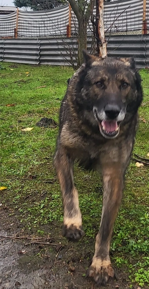 Deutsche Schäferhund Welpen Mädchen ( Weibchen )