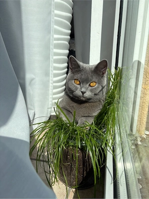 kitten Wurfankündigung 