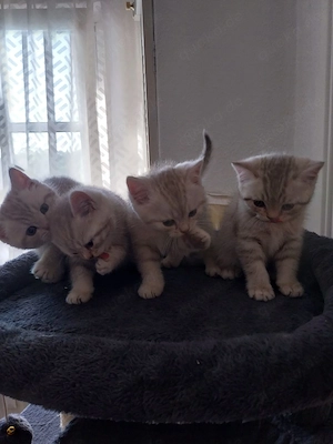  Britisch Kurzhaar Kitten zu verkaufen 