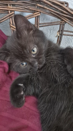 Kitten BKH reinrassige 