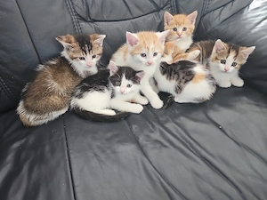 baby katzen zu verkaufen Bild 2