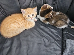 baby katzen zu verkaufen Bild 5