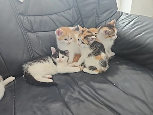 baby katzen zu verkaufen Bild 3