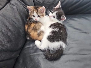 baby katzen zu verkaufen Bild 4