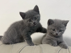        Süße Kitten-Babys suchen ein liebevolles Zuhause