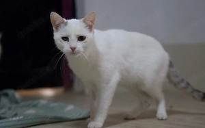 Caio - ein charmanter Wirbelwind für ein spannendes Katzenleben!