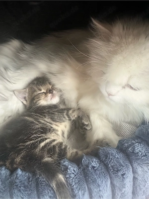 Katzen Mädchen 50% Perser