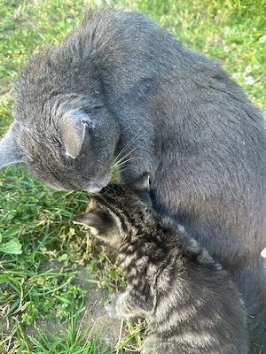 Süße Kitten suchen ein liebevolles Zuhause   