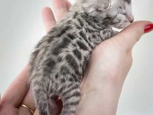 Entzückende Bengal-Kätzchen
