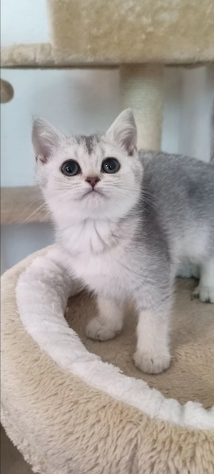 Süße BKH Kitten suchen ihr Nestchen 