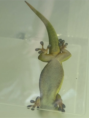 Großer Madagaskar Taggecko 0.1  Bild 3
