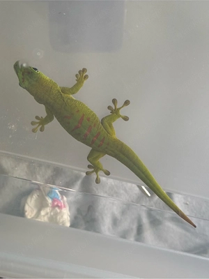 Großer Madagaskar Taggecko 0.1  Bild 4