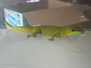 Großer Madagaskar Taggecko 0.1  Bild 2