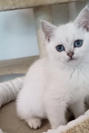 Süße BKH Kitten suchen ihr Nestchen 