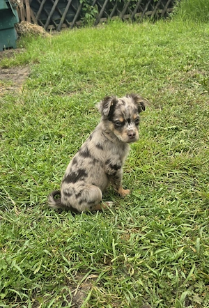 Chihuahua Mischlings Welpe abzugeben 